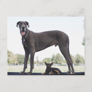 Carte Postale Grand dane et petit chien de race mixte