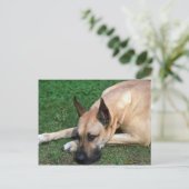 Carte Postale Grand Dane reposant (Debout devant)