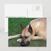 Carte Postale Grand Dane reposant (Devant / Derrière)