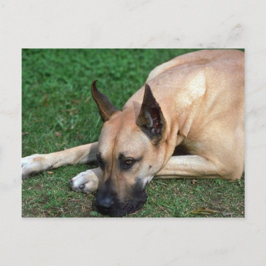Carte Postale Grand Dane reposant (Devant)