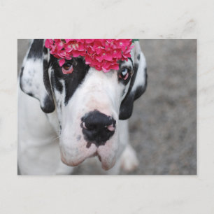 Carte Postale Grand Danois avec des fleurs