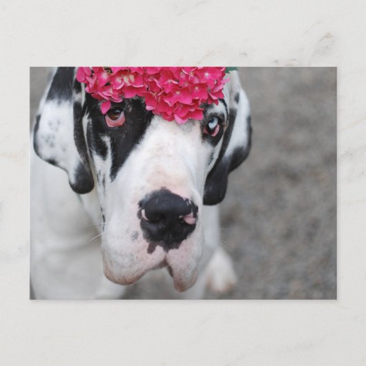 Carte Postale Grand Danois avec des fleurs (Devant)