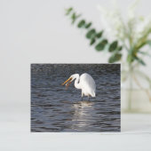 Carte Postale Grand Déjeuner d'aigrette (Debout devant)