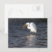 Carte Postale Grand Déjeuner d'aigrette (Devant / Derrière)