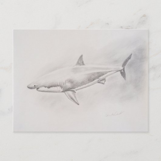 Carte Postale Grand dessin de requin blanc (Devant)
