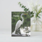 Carte Postale grand egret (Debout devant)