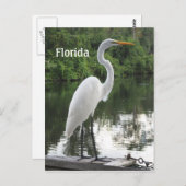 Carte Postale grand egret (Devant / Derrière)