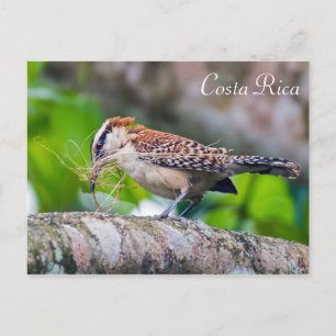 Carte Postale Grand fourmilier oiseau construisant un nid - Cost