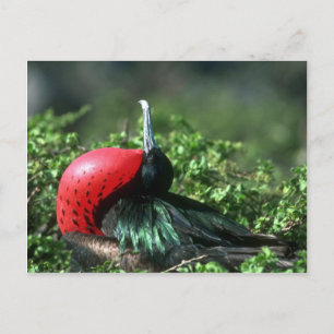 Carte Postale Grand Frigatebird, Courtoisie Homme Avec Grand Gul
