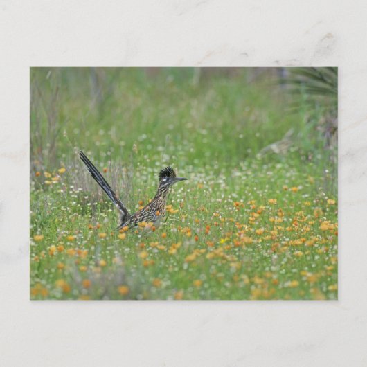 Carte Postale Grand Géocoucou, Geococcyx (Devant)