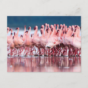 Carte Postale Grand Groupe de Flamants Nains