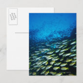 Carte Postale Grand groupe de poissons vivaneaux gros yeux nagea (Devant / Derrière)