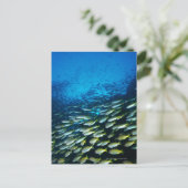 Carte Postale Grand groupe de poissons vivaneaux gros yeux nagea (Debout devant)