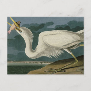 Carte Postale Grand héron blanc, des Oiseaux d'Amérique d'Audubo