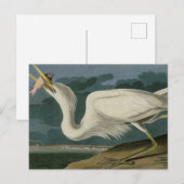 Carte Postale Grand héron blanc, des oiseaux d'Amérique d'Audubo (Devant / Derrière)
