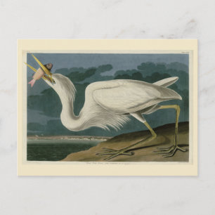 Carte Postale Grand héron blanc, des oiseaux d'Amérique d'Audubo