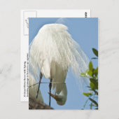 Carte Postale Grand Héron blanc en bas (Devant / Derrière)