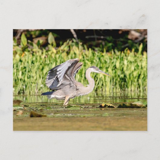 Carte Postale Grand héron bleu (Devant)