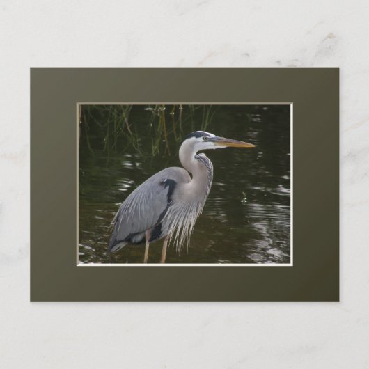 Carte Postale Grand héron bleu (Devant)