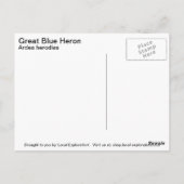 Carte Postale Grand héron bleu (Dos)