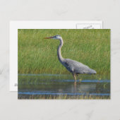 Carte Postale grand héron bleu (Devant / Derrière)