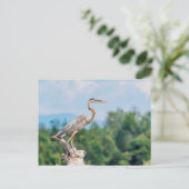 Carte Postale Grand héron bleu (Debout devant)