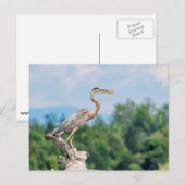 Carte Postale Grand héron bleu (Devant / Derrière)