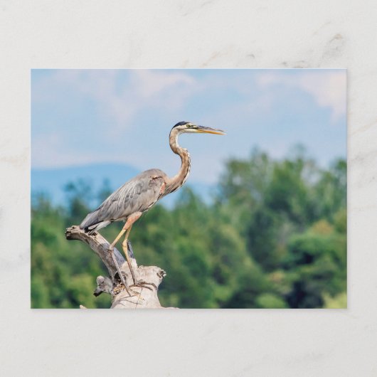 Carte Postale Grand héron bleu (Devant)