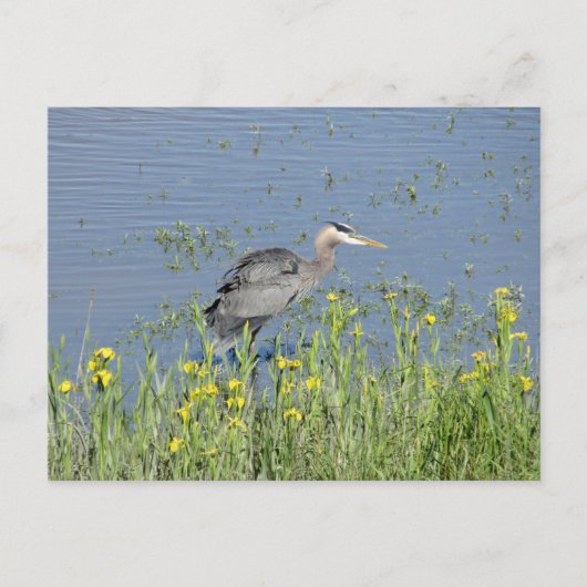 Carte Postale Grand Héron Bleu à River. (Devant)