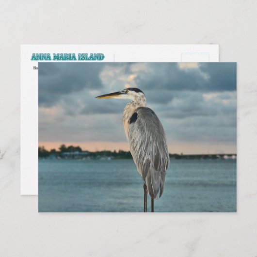 Carte Postale Grand Héron bleu avec Cortez en backround (Devant / Derrière)