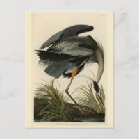 Grand héron bleu des oiseaux d'Amérique d'Audubon