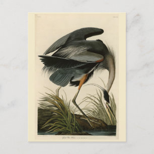 Carte Postale Grand héron bleu des oiseaux d'Amérique d'Audubon