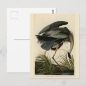Carte Postale Grand héron bleu des oiseaux d'Amérique d'Audubon (Devant / Derrière)