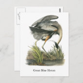 Carte Postale Grand héron bleu, John Audubon (Devant / Derrière)