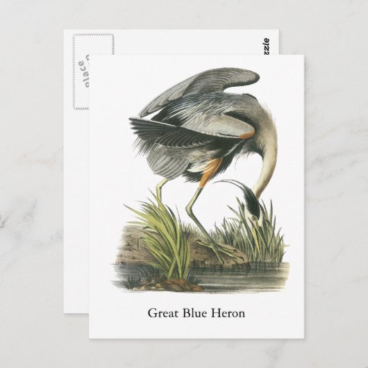 Carte Postale Grand héron bleu, John Audubon (Devant / Derrière)