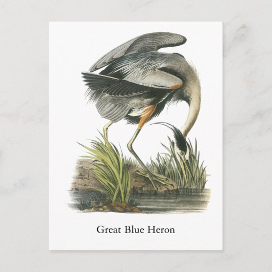 Carte Postale Grand héron bleu, John Audubon (Devant)
