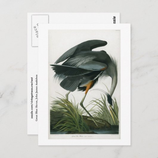 Carte Postale Grand héron bleu, John James Audubon (Devant / Derrière)