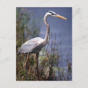 Carte Postale Grand Héron bleu oiseau aquatique
