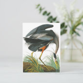 Carte Postale Grand héron bleu par John James Audubon (Debout devant)