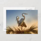 Carte Postale Grand héros bleu au lever du soleil (Devant / Derrière)