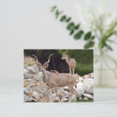 Carte Postale grand-kudu-10 (Debout devant)