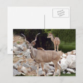 Carte Postale grand-kudu-10 (Devant / Derrière)