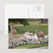 Carte Postale grand-kudu-8 (Devant / Derrière)