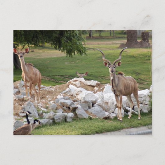 Carte Postale grand-kudu-8 (Devant)