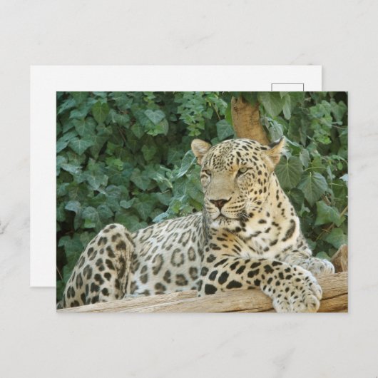 Carte Postale Grand léopard se reposant sur un tronc d'arbre (Devant / Derrière)