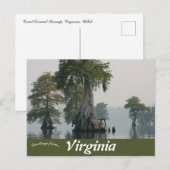 Carte Postale Grand marais lugubre Virginie (Devant / Derrière)