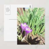 Carte Postale Grand-mère Spring Garden (Devant / Derrière)