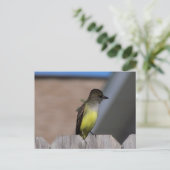 Carte Postale Grand Moucherolle (Debout devant)