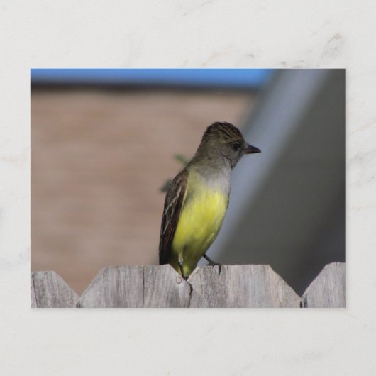 Carte Postale Grand Moucherolle (Devant)