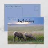 Carte Postale Grand mouton corail Dakota du Sud (Devant / Derrière)
